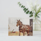 Kalona, amisches Pferd Iowas und Buggy Postkarte (Stehend Vorderseite)