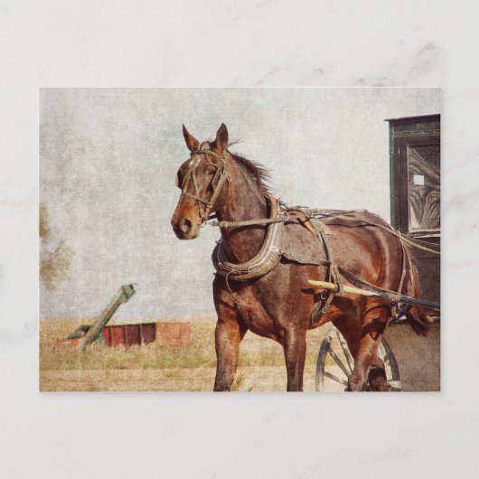Kalona, amisches Pferd Iowas und Buggy Postkarte (Vorderseite)