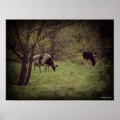 Kalona Dairy Cattle Poster (Vorne)