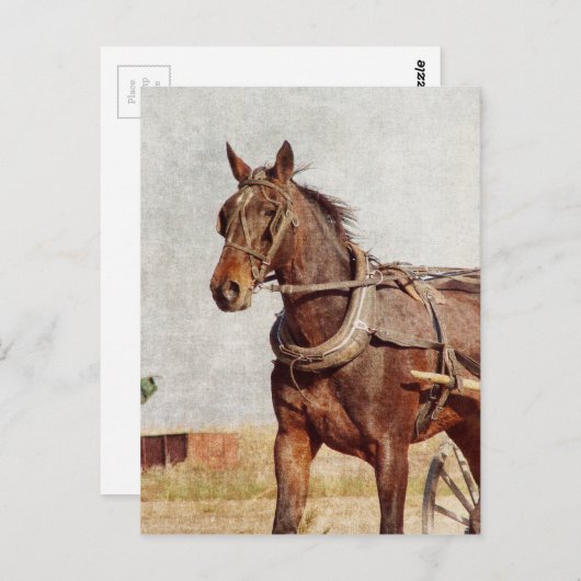 Kalona, Iowa-Abendross und Buggy Postkarte (Vorne/Hinten)