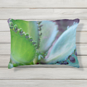 Kalonchoe Farben Kissen Für Draußen