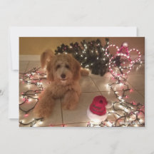 Kalte Nase, warme Wünsche Labradoodle Weihnachtska
