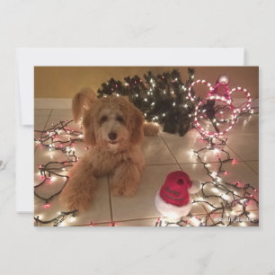 Kalte Nase, warme Wünsche Labradoodle Weihnachtska