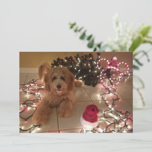 Kalte Nase, warme Wünsche Labradoodle Weihnachtska (Stehend Vorderseite)