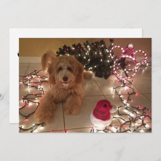 Kalte Nase, warme Wünsche Labradoodle Weihnachtska (Vorne/Hinten)