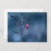 Kalte Rose Postkarte (Vorne/Hinten)