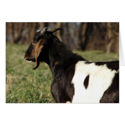 Kalvin (Vorderseite (Horizontal))