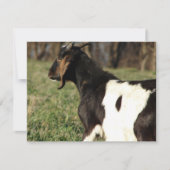 Kalvin (Vorderseite)