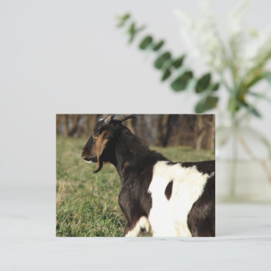 Kalvin (Stehend Vorderseite)