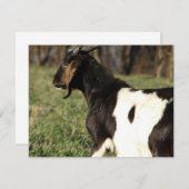 Kalvin (Vorne/Hinten)