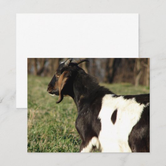 Kalvin (Vorne/Hinten)