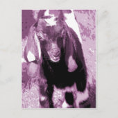Kalvin Lila Postkarte (Vorderseite)