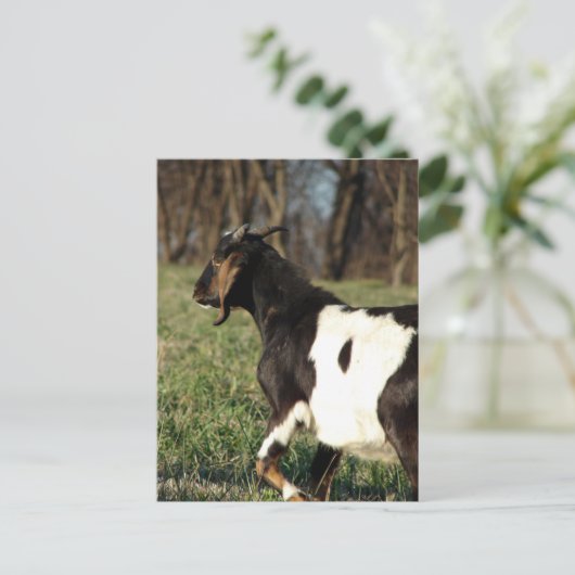 Kalvin Postkarte (Stehend Vorderseite)