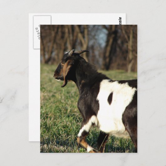 Kalvin Postkarte (Vorne/Hinten)