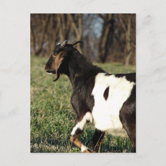 Kalvin Postkarte (Vorderseite)