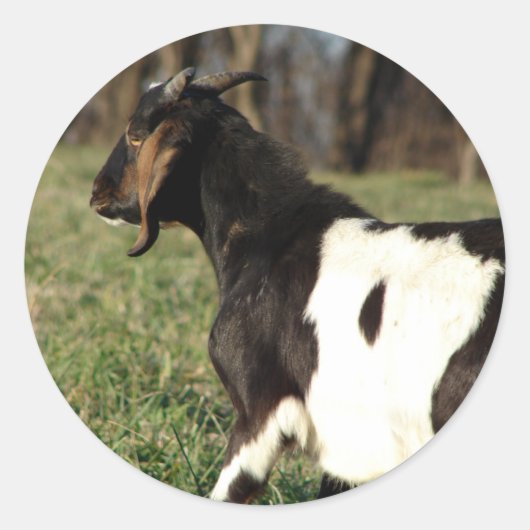 Kalvin Runder Aufkleber (Vorderseite)