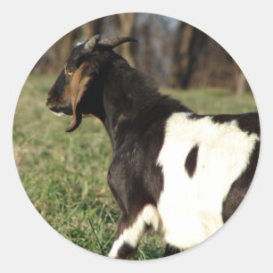 Kalvin Runder Aufkleber