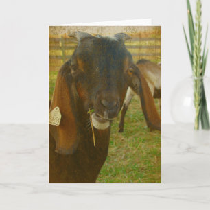 Kalvin Says Hallo Karte