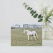 Kamargue-Hengst Postkarte (Stehend Vorderseite)