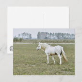 Kamargue-Hengst Postkarte (Vorne/Hinten)