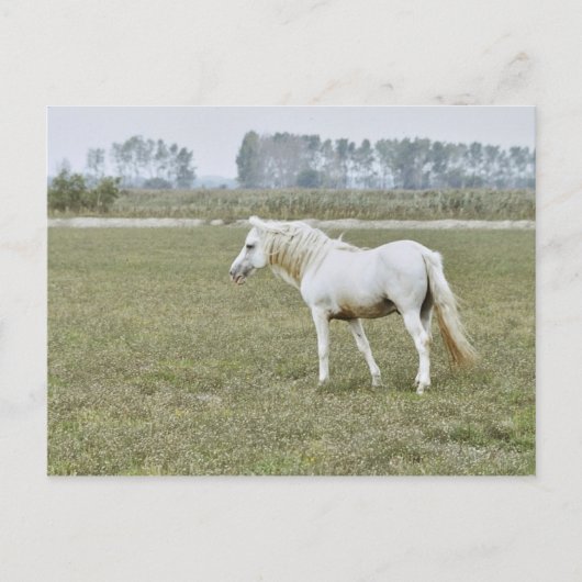 Kamargue-Hengst Postkarte (Vorderseite)