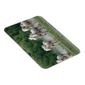 Kamargue Pferde laufen im Wasser Magnet (Rechte Seite)