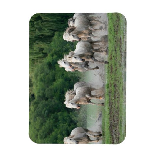 Kamargue Pferde laufen im Wasser Magnet (Vertikal)