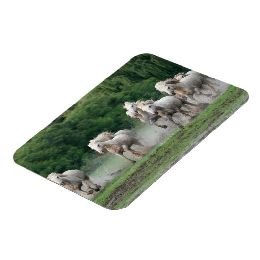 Kamargue Pferde laufen im Wasser Magnet (Linke Seite)