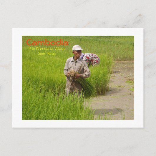 Kambodscha-Transplantation von Reissamen Postkarte (Vorderseite)