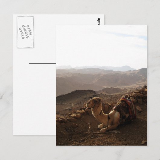 Kamel auf dem Sinai Postkarte (Vorne/Hinten)