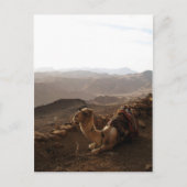 Kamel auf dem Sinai Postkarte (Vorderseite)