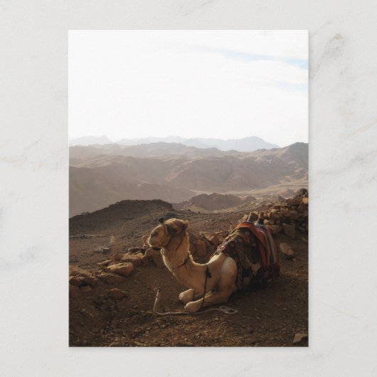 Kamel auf dem Sinai Postkarte (Vorderseite)