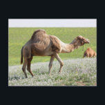 Kamel auf einem grünen Blütenfeld Postkarte<br><div class="desc">Kamel in einem grünen Blütenfeld. Suchen Sie in dieser Galerie nach einer passenden Briefmarke</div>