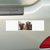 Kamel Autoaufkleber (Auf Auto)