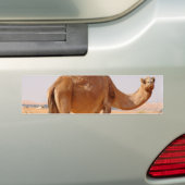 Kamel für Araber-Autoaufkleber Autoaufkleber (Auf Auto)