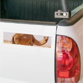 Kamel für Araber-Autoaufkleber Autoaufkleber (Auf Lkw)