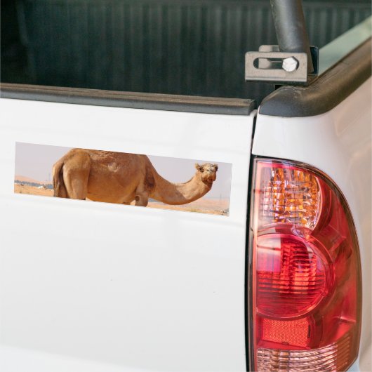 Kamel für Araber-Autoaufkleber Autoaufkleber (Auf Lkw)