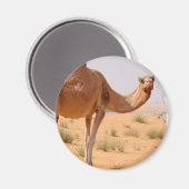 Kamel für Araber Magnet (Vorderseite/Rückseite)