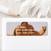 Kamel für Araber Rücksendeadresse (Insitu)