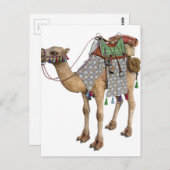 Kamel für den alten Reiter vorbereitet Postkarte (Vorne/Hinten)