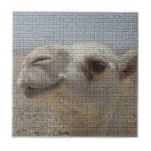 Kamel-Hauptfliese Fliese (Vorderseite)