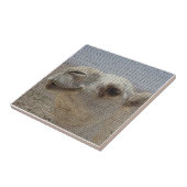 Kamel-Hauptfliese Fliese (Seite)