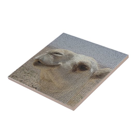 Kamel-Hauptfliese Fliese (Seite)