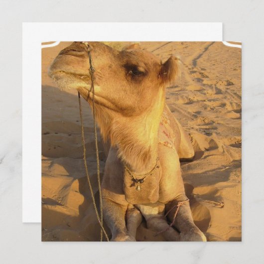 Kamel in den Wüsten-Einladungen Einladung (Vorne/Hinten)