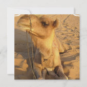 Kamel in den Wüsten-Einladungen Einladung (Vorderseite)