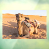 Kamel in der Oman-Wüste Fensteraufkleber (Blatt 3)