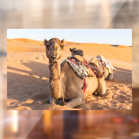 Kamel in der Oman-Wüste Fensteraufkleber (Blatt 2)