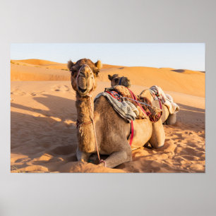 Kamel in der Oman-Wüste Poster