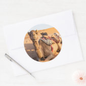 Kamel in der Oman-Wüste Runder Aufkleber (Umschlag)