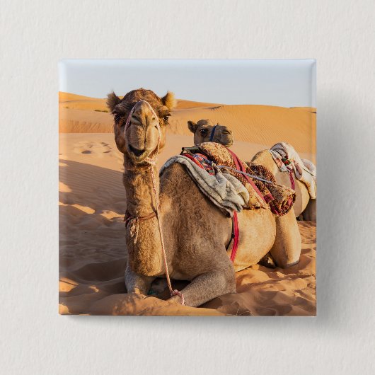 Kamel in der omanischen Wüste Button (Vorderseite)